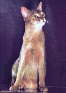 абиссинская кошка