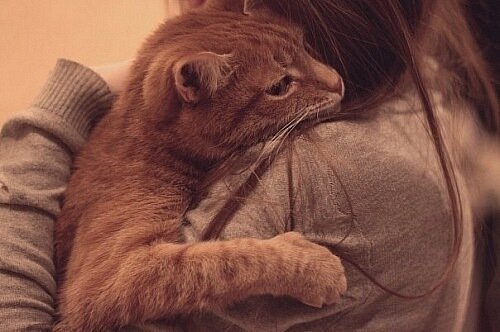 кошки