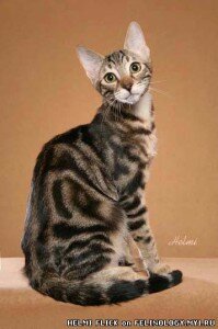 кошки соукок