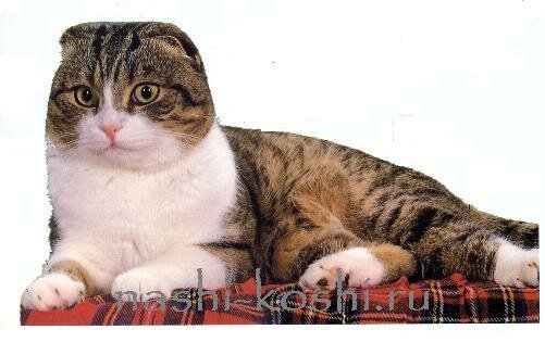 шотландская вислоухая. скоттиш-фолд