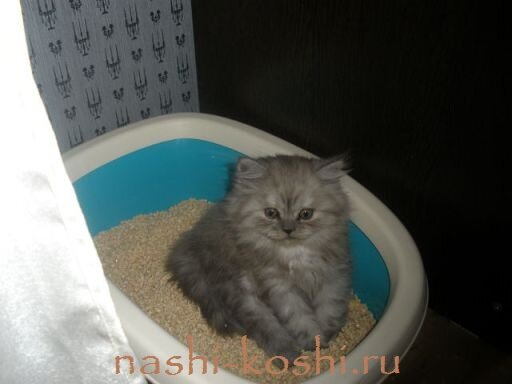 лоток для кошек