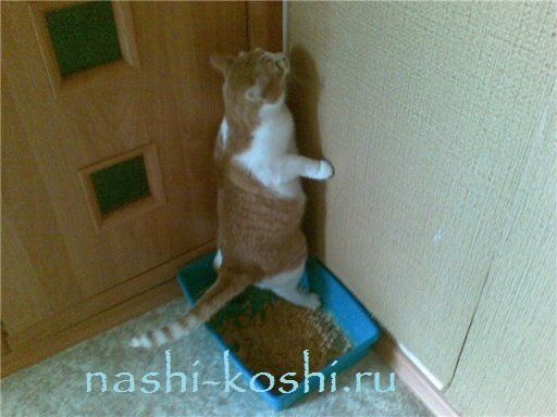 приучить котенка к туалету