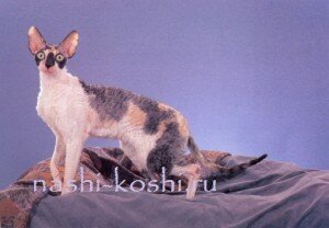 корниш-рекс