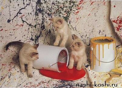 дрессировка кошки