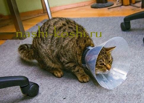 уход за котом после кастрации