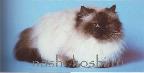 классификация пород кошек