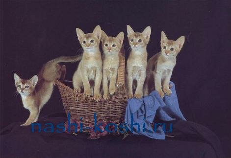 классификация пород кошек