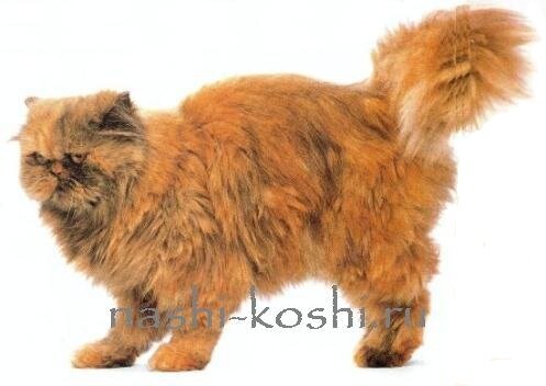 длинношерстные кошки