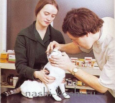 кошка чихает