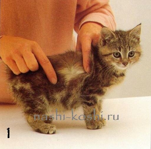 как выбрать котенка