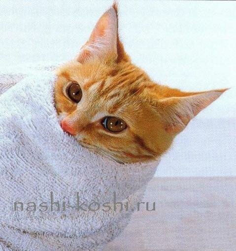 дать кошке лекарство