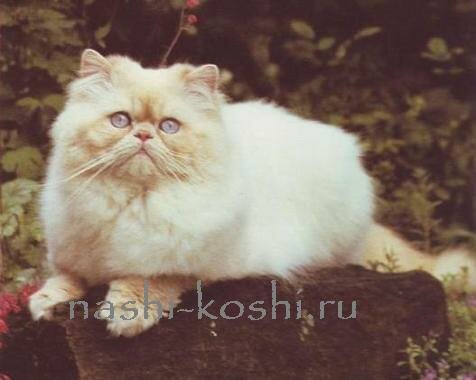 длинношерстные кошки