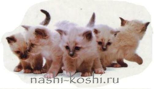 питомники кошек