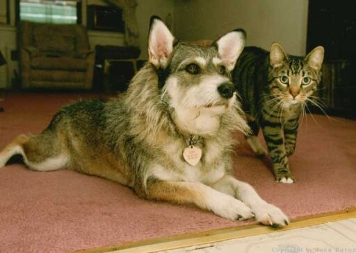 кошки собаки