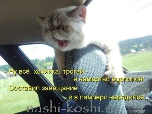 приучаем кошку к автомобилю