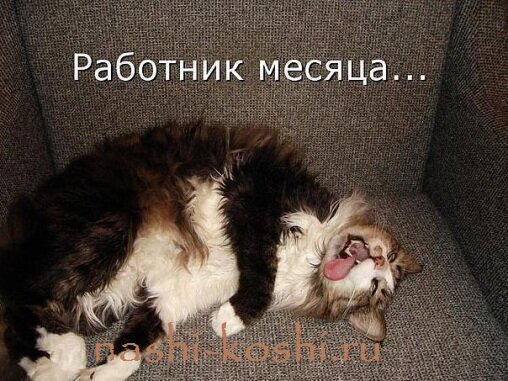 кошка работает