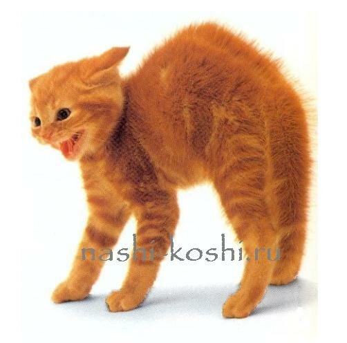 кошачий язык