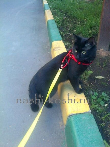 кошка на поводке