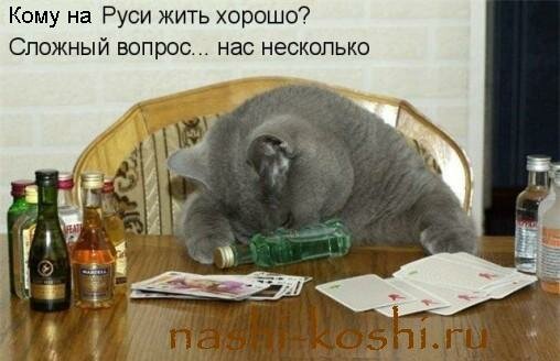 интересное о кошках