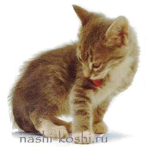 беспородные котята