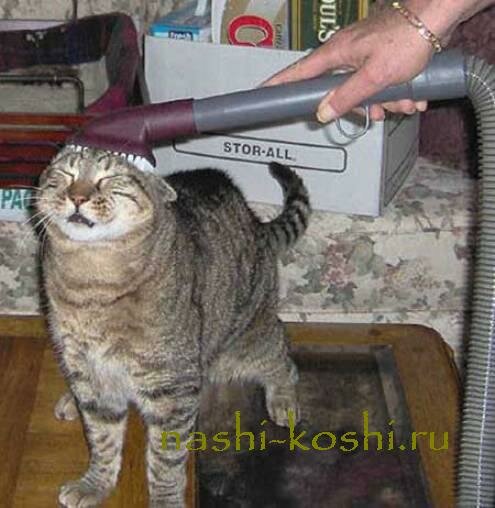 кошки боятся пылесоса