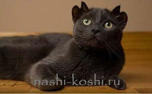 многоухие кошки. мутации кошек