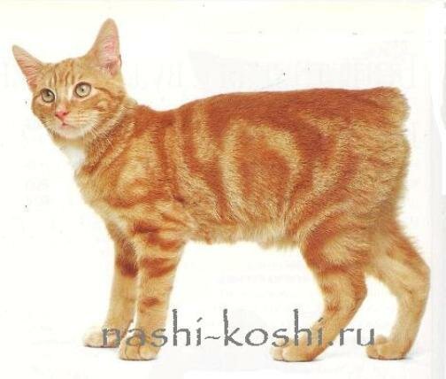 мэнская кошка (мэнкс)