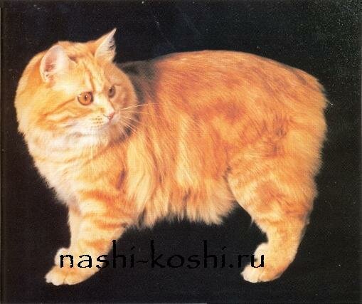кимрская кошка (кимрик)