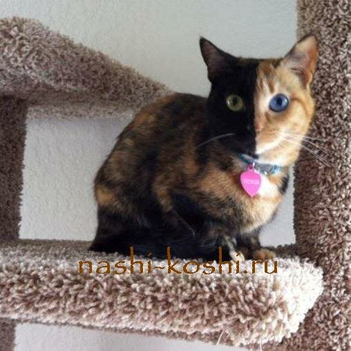 двуликая кошка