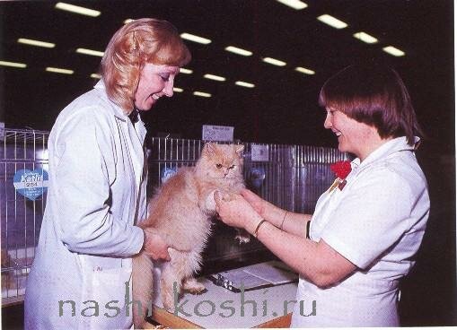 как выбрать котенка