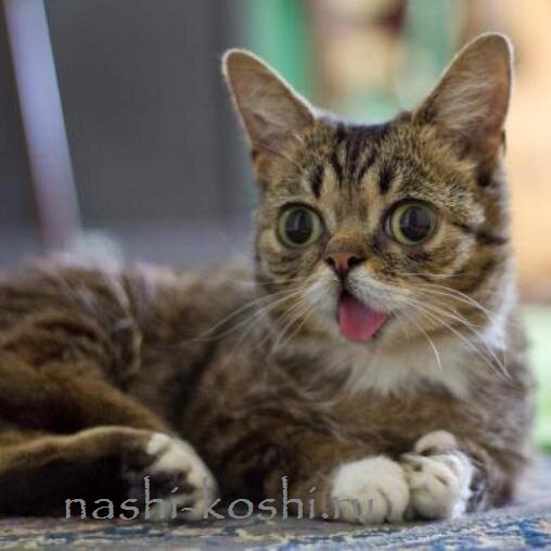 самая удивительная кошка