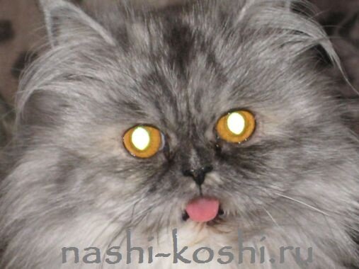 кошки видят в темноте