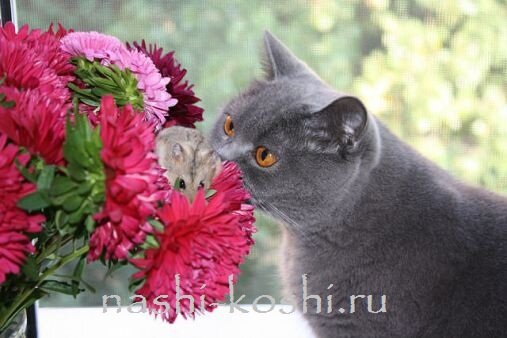 обоняние кошки