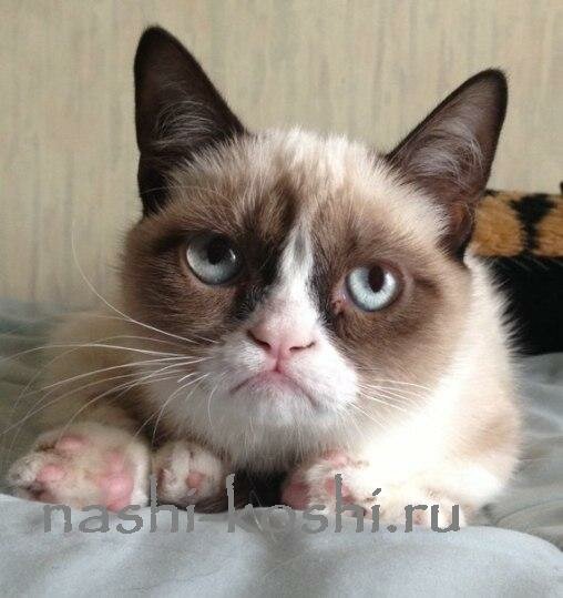 Grumpy Cat - сердитый кот