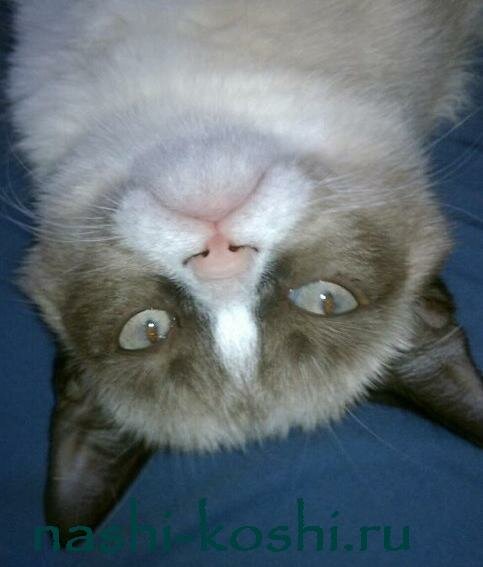 Grumpy Cat - сердитый кот