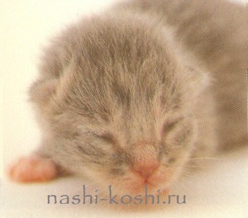 слух кошки