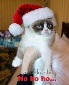 Grumpy Cat - сердитый кот
