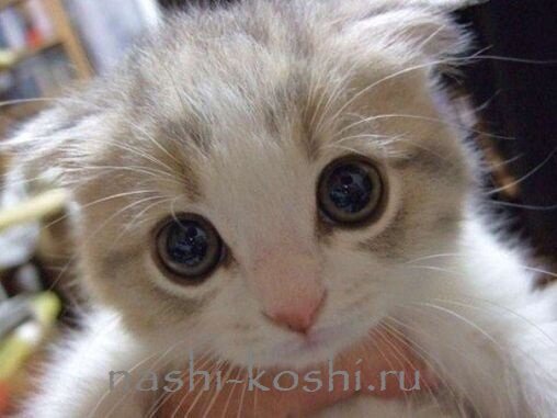 зрение кошки