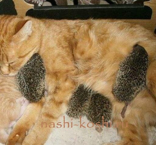 кошка Соня усыновила ежат