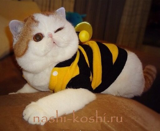 кот Снупи