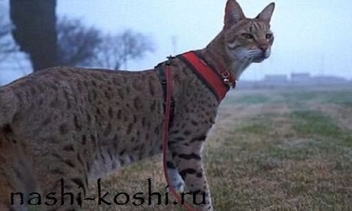 самый высокий кот