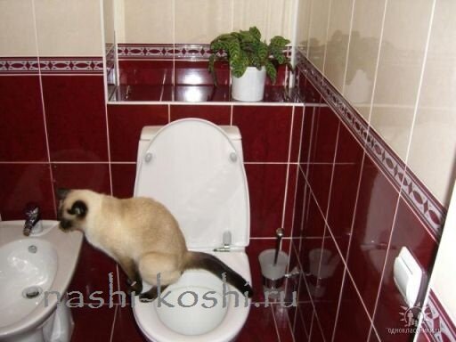 как приучить кошку к унитазу