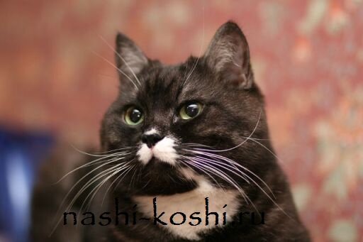 зачем кошке усы; осязание кошки
