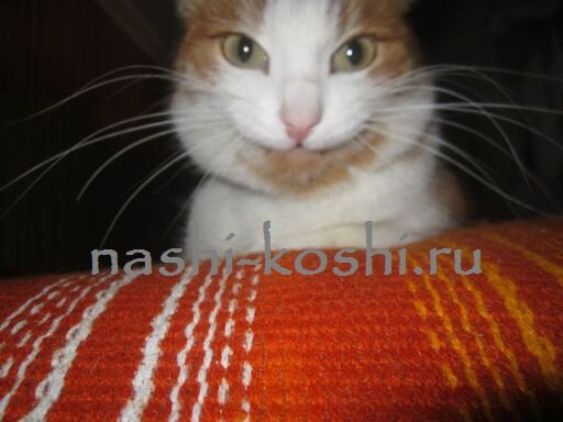 зачем кошке усы; осязание кошки