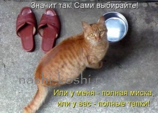 почему кошка гадит