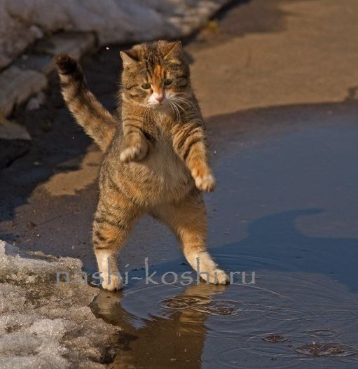 забавная кошка