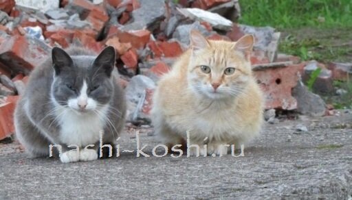 чувствительность кошек к вибрации; осязание