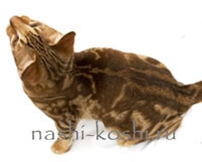 джунгала кошка