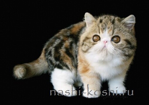 экзотическая короткошерстная (экзот)