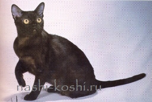 бомбейская кошка; бомбей